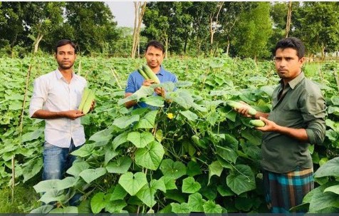 শসা চাষে বাজিমাত