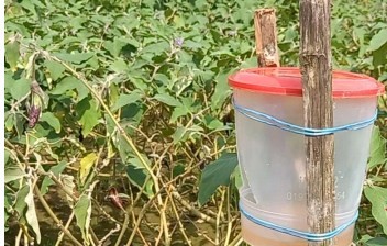 কৃষিতে আলো ছড়াচ্ছে আইপিএম প্রযুক্তি