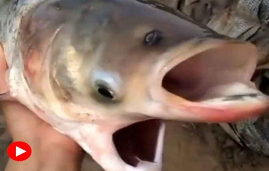 জালে উঠল দুই মুখ, চার চোখওয়ালা বিচিত্র মাছ!