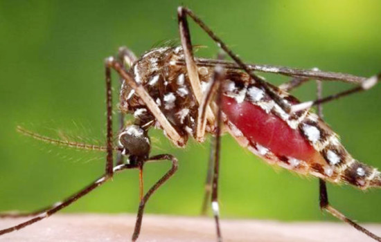 ২৪ ঘণ্টায় ডেঙ্গুতে তিনজনের মৃত্যু, শনাক্ত ২০৮