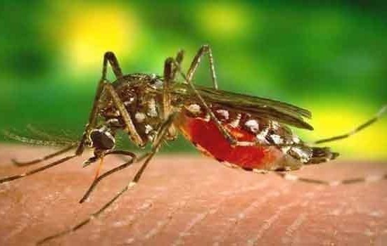 ডেঙ্গুতে আরও ৩ জনের মৃত্যু, আক্রান্ত ৫২৫