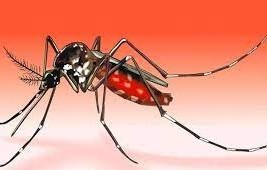 ডেঙ্গুতে আরও একজনের মৃত্যু