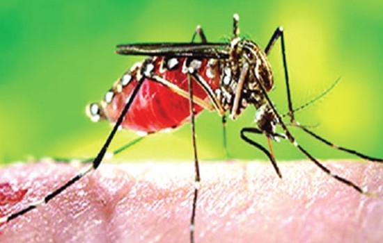 ডেঙ্গুতে ৫ জনের মৃত্যু, হাসপাতালে ভর্তি ৪৪০