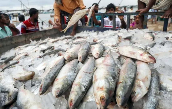 এবার ভারতে ইলিশ রপ্তানির মেয়াদ বাড়াল সরকার