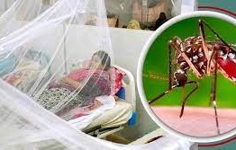 ডেঙ্গুতে আরও একজনের মৃত্যু, হাসপাতালে ভর্তি ২৪০