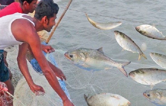 ৭ অক্টোবর থেকে ২২ দিন ইলিশ আহরণ বন্ধ