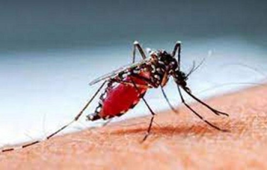 ডেঙ্গুতে ছয়জনের মৃত্যু, হাসপাতালে ৮৬৯