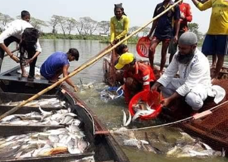 দাউদকান্দিতে প্লাবন ভূমিতে রুপালী মাছ, চাষীর চোখে রঙ্গিন ঝিলিক