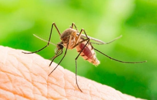 ডেঙ্গুতে ২৪ ঘণ্টায় আরও ৬ জনের মৃত্যু