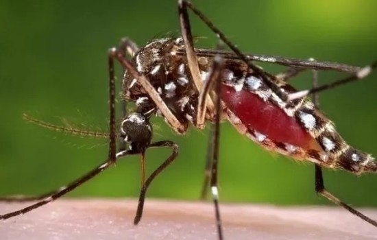 ডেঙ্গুতে ৩ জনের মৃত্যু, হাসপাতালে ভর্তি ৮৫১