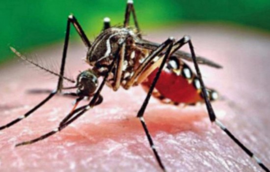 ২৪ ঘণ্টায় ডেঙ্গুতে মৃত্যু ১, হাসপাতালে ১০৮