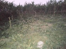 শেরপুরে রাতে আঁধারে পেয়ারা বাগানের ১০০ গাছ কেটে নিল দূর্বত্তরা।