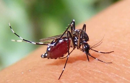 ২৪ ঘণ্টায় ডেঙ্গুতে মৃত্যু ২ , হাসপাতালে ভর্তি ২৫৩