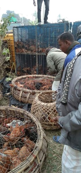 শেরপুরে মুরগীর গাড়ি উল্টে নিহত-০১, আহত-০৩