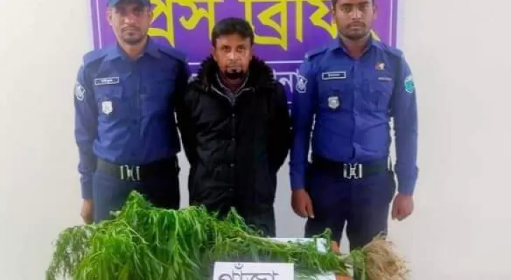 শাজাহানপুরে গাঁজার গাছসহ গ্রেফতার ০১