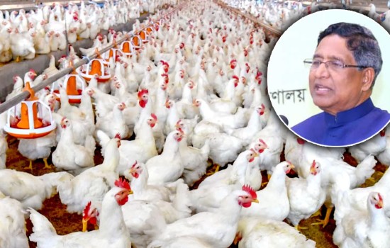 ব্রয়লার মুরগিতে ক্ষতিকর কিছু নেই : কৃষিমন্ত্রী