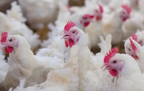 ২ মাসের ব্যবধানে ব্রয়লারের দাম কেজিতে বেড়েছে ১০০ টাকা