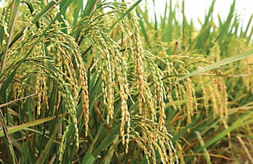 আফ্রিকান ইউনিয়ন ,জতিসংঘ ও যুক্তরাষ্ট্র খাদ্য নিরাপত্তার উপরে গুরুত্ব দেবে– আফরোজা সুলতানা