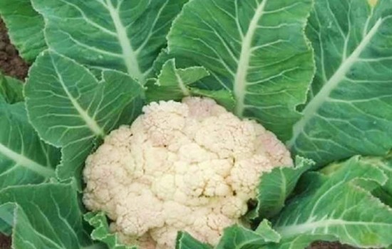 ফুলকপির চেয়ে বেশি খাদ্যগুণ রয়েছে পাতায়