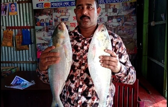 দুই ইলিশ বিক্রি ১৭২০০ টাকায়!