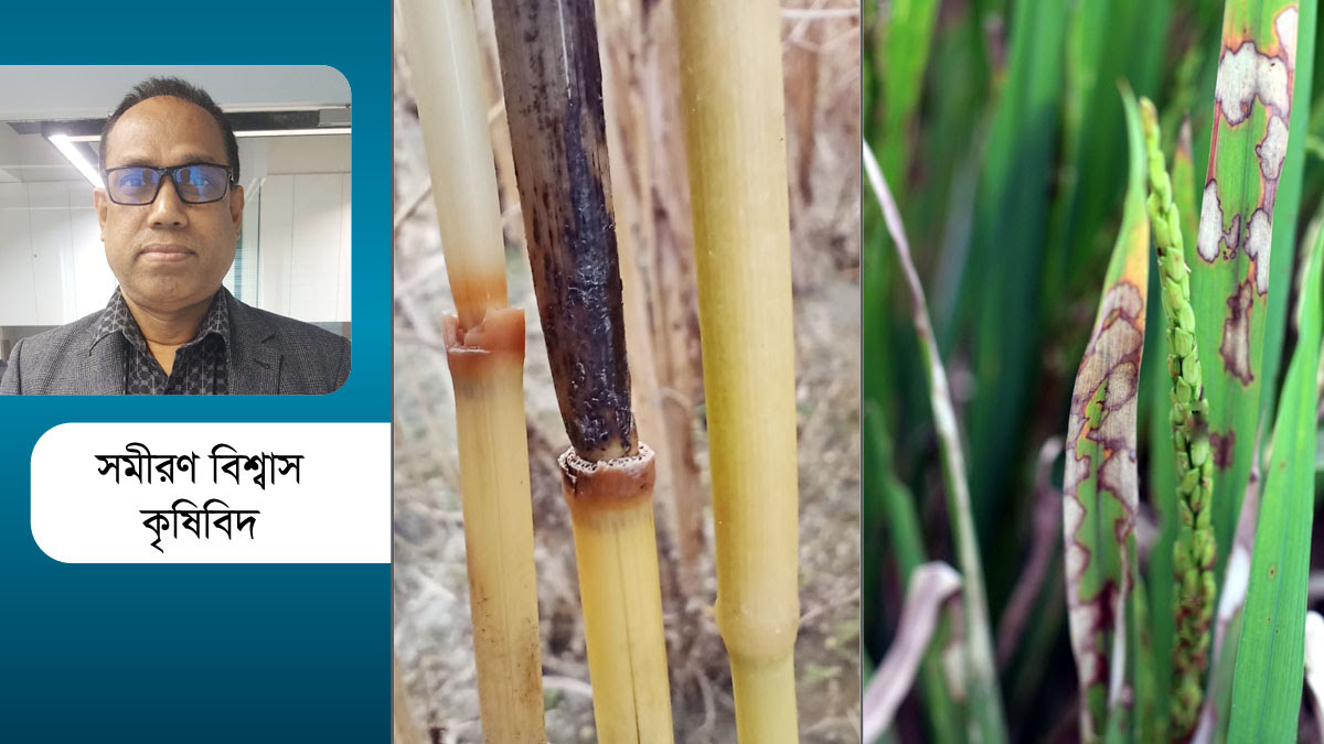 ধানের  ব্লাস্ট রোগের সমন্বিত ব্যবস্থাপনা