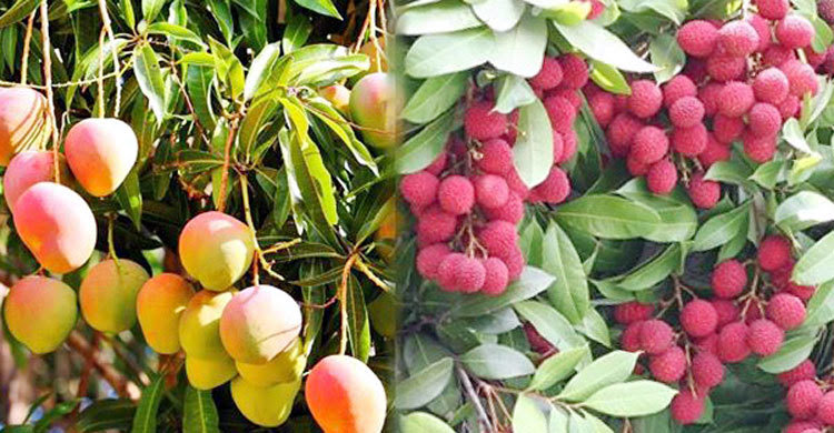 আম –লিচু গাছে ফলঝরা সমাধানে করনিয় সমীরণ বিশ্বাস