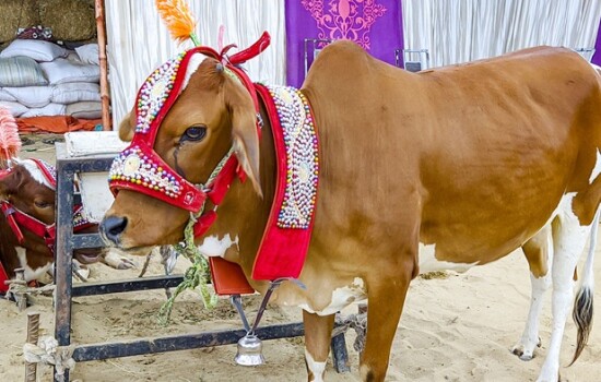 কোরবানির গোশত বিক্রি করা যাবে কি?