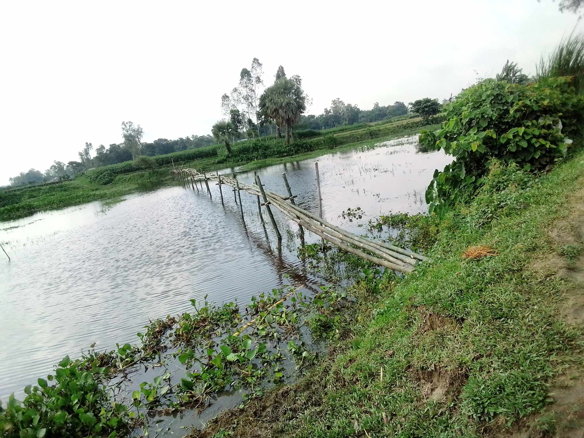 করতোয়া নদীতে ইটালী ঘাটে বাঁশের সেতু নির্মান