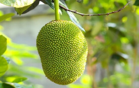 মসজিদের কাঁঠাল নিলামে, দামাদামি নিয়ে সংঘর্ষে নিহত ৩