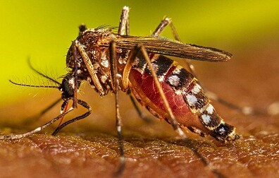 ২৪ ঘণ্টায় ডেঙ্গুতে ৬ জনের মৃত্যু, হাসপাতালে ৮৩৬