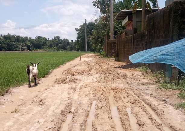 মৌলভীবাজারের জুড়ীর দক্ষিণ বড়ডহর- বেহাল দশা রাস্তায় হেঁটে চলা দায়
