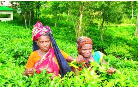 দেশে চা উৎপাদনে নতুন রেকর্ড