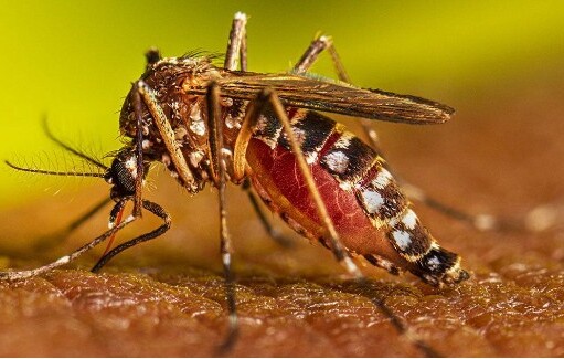 ডেঙ্গু আক্রান্ত হয়ে আরও ১০ জনের মৃত্যু, হাসপাতালে ২৭৬৪