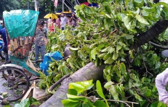টিএসসিতে গাছের ডালে চাপা পরে রিকশাচালকের নির্মম মৃত্যু