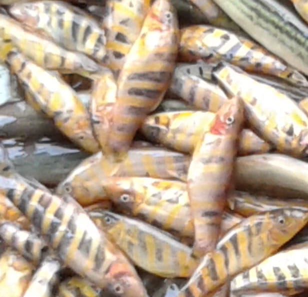 বিলুপ্তির পথে হাকালুকি হাওরের দেশীয় প্রজাতির রাণী মাছ