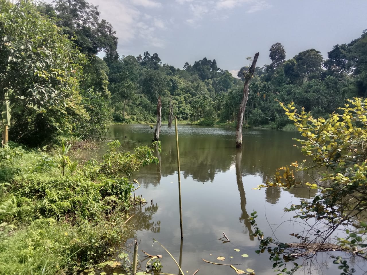 লাঠিটিলা ফরেস্ট এলাকায় একাধিক ফিশারি ও আদা লেবুর বাগান- বন বিভাগ নিরব