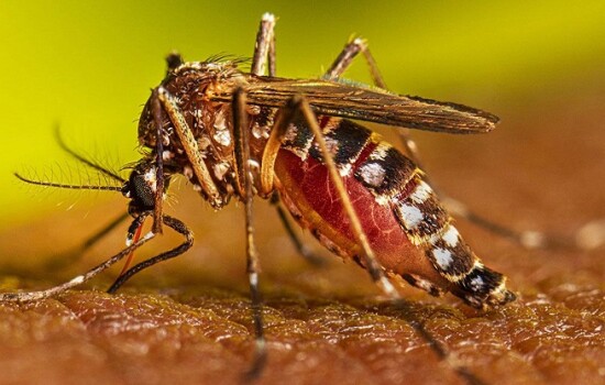 ডেঙ্গুতে আজও ১৬ জনের মৃত্যু, নতুন ভর্তি ২৬০৮