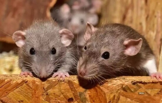 ইঁদুর মেরে লেজ জমা দিলেই মিলবে পুরস্কার