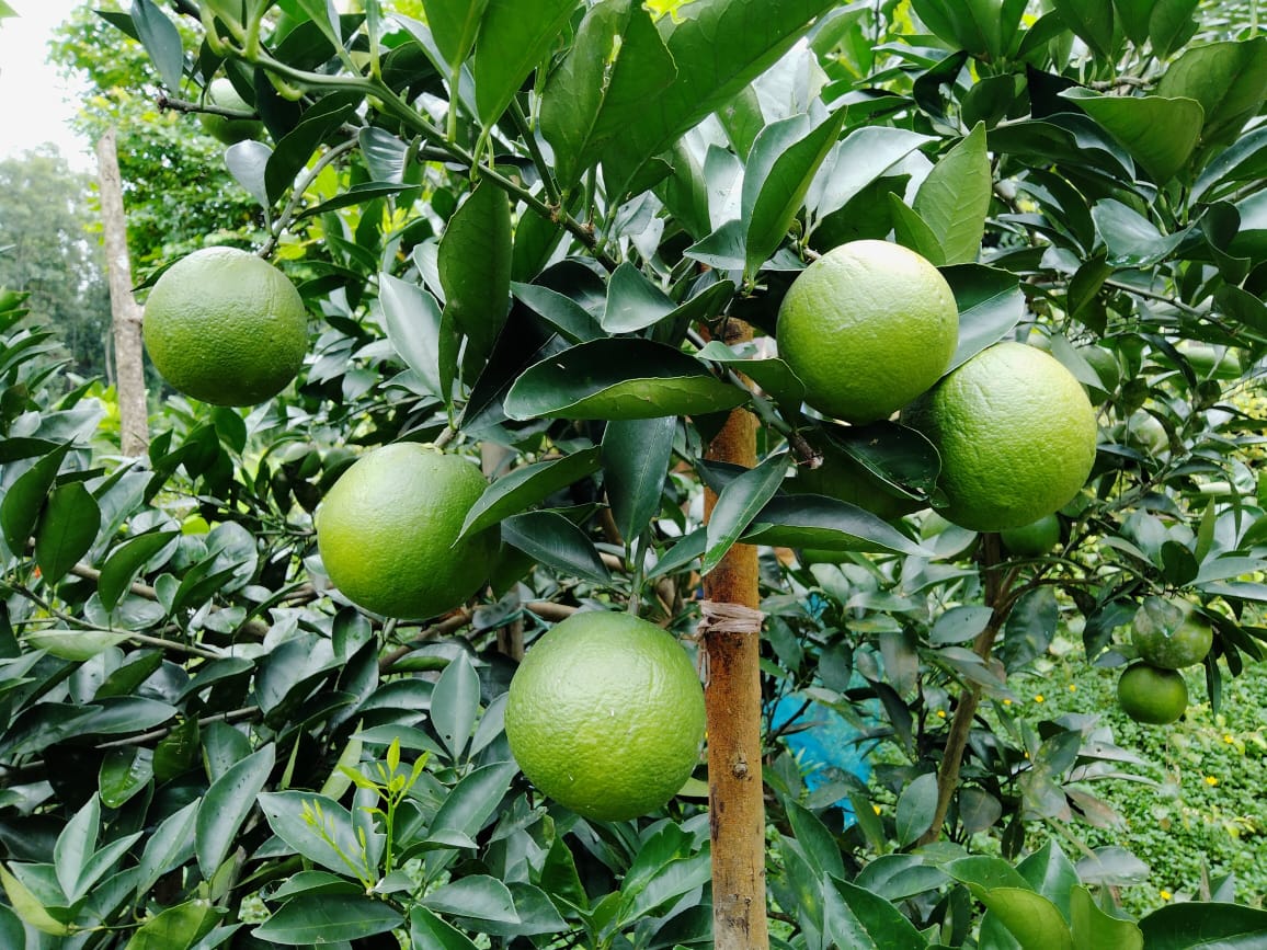 জুড়ীতে বাগান গুলোতে শোভা পাচ্ছে সুস্বাদু মাল্টা কৃষকের মুখে আনন্দের হাসি