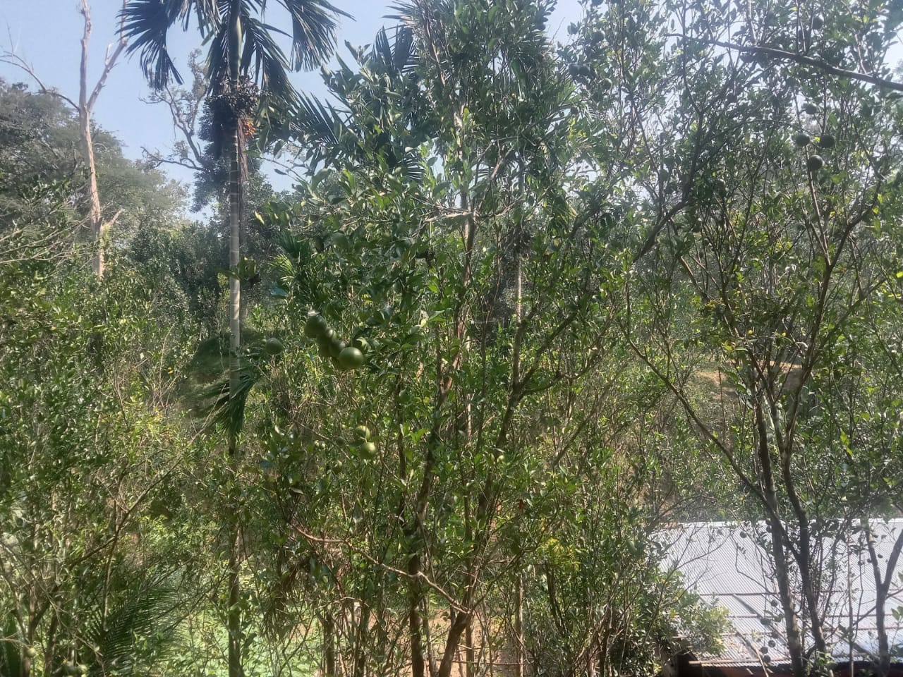 জুড়ীতে উই পুকার আক্রমণে – কমলার ফলন কমছে