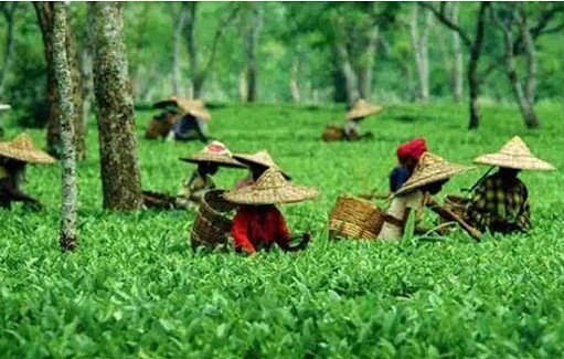 ১১ মাসে চা উৎপাদন ছাড়াল সাড়ে ৯ কোটি কেজি