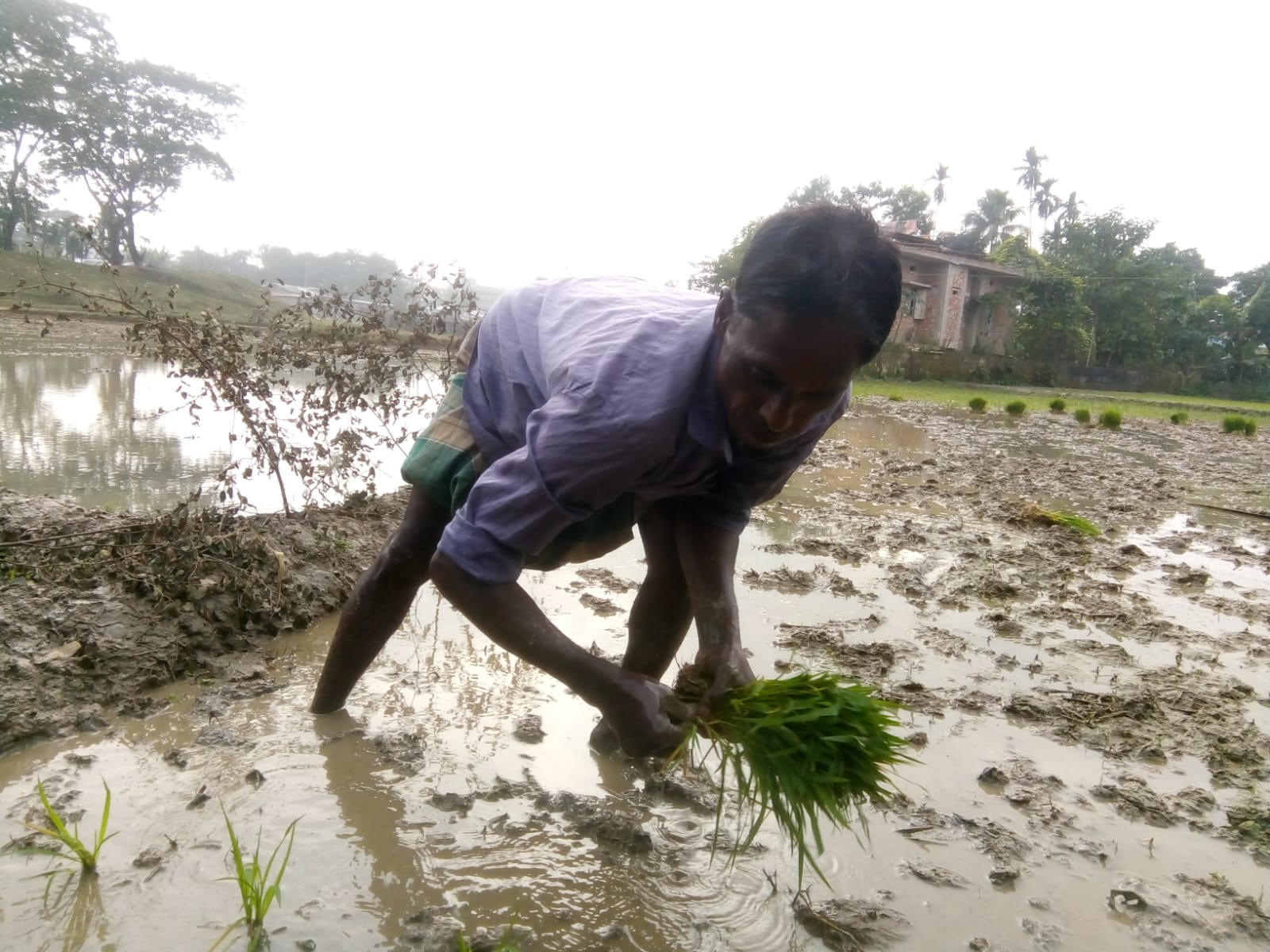 জুড়ীতে বোরো ফসলি জমি প্রস্তুত করতে ব্যস্ত কৃষক