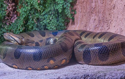 ২৬ ফুট লম্বা, সন্ধান মিলল বিশ্বের সবচেয়ে বড় সাপের!