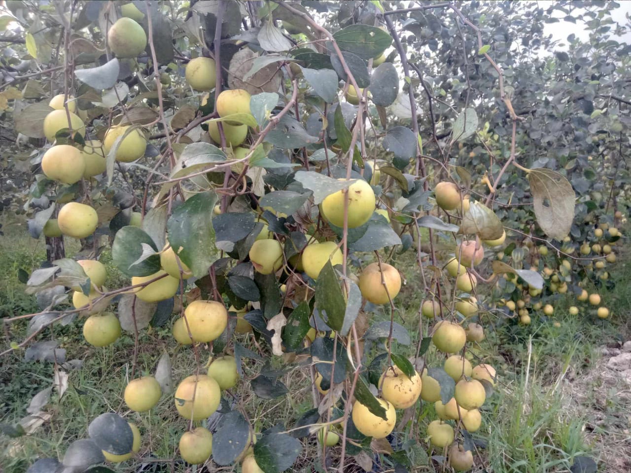 মৌলভীবাজারের শ্রীমঙ্গলে আয়েশা মনি গড়ে তুলেন কৃষি খামার