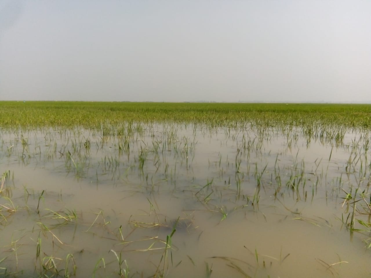 জুড়ীতে বর্ষা মৌসুমের আগেই তলিয়ে থাকে হাকালুকি হাওরের- কৃষি জমি