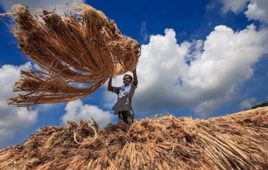 জাতীয় পাট দিবস আজ