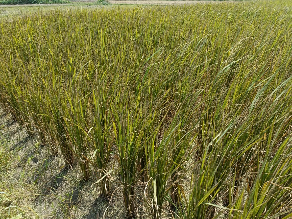 ইট ভাটার বিষাক্ত ধোঁয়ায় কৃষকের স্বপ্ন পুড়ে ছাঁই; শতাধিক একর আবাদী জমির ফসল নষ্ট  ক্ষতিপুরনের দাবীতে ব্রীকস ফিল্ড ঘেড়াউ মালিক পক্ষকে ১৫ঘন্টা অবরোধ