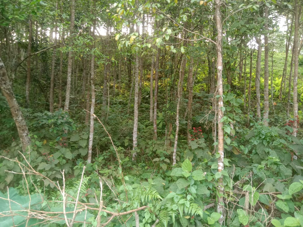 জুড়ীতে টিলাবাড়ি ক্রয় করে মালিকের প্রতারণার শিকার কৃষক শাসন