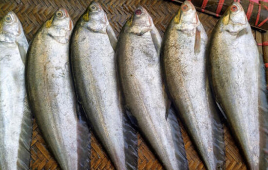 যে কারণে ফলি মাছ খাবেন