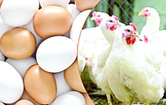 অস্থির সবজির বাজার, মুরগি ও ডিমের দাম চড়া